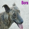 Bora