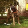 Oroel