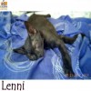 Lenni Lenni