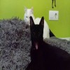 Gatos Negro Y Blanco