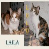 Laila y Lulu