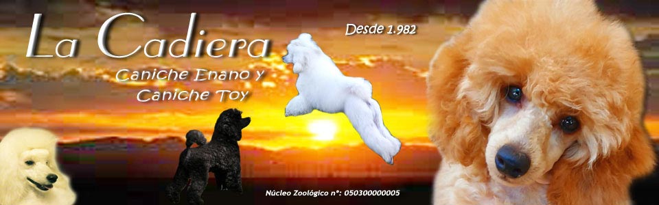 Caniches Toy y Enano. En La Cadiera críamos pensando en tí cachorros con la mejor morfología y caracter que nacen en nuestra habitación y se crían en familia.  Caniches Toy y Enano. En La Cadiera críamos pensando en tí cachorros con la mejor morfología y caracter que nacen en nuestra habitación y se crían en familia.