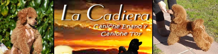 Caniches Toy y Enano. En La Cadiera críamos pensando en tí cachorros con la mejor morfología y caracter que nacen en nuestra habitación y se crían en familia.  Caniches Toy y Enano. En La Cadiera críamos pensando en tí cachorros con la mejor morfología y caracter que nacen en nuestra habitación y se crían en familia.
