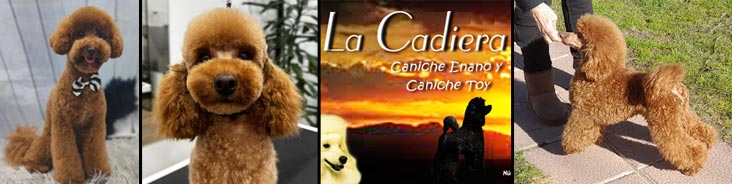 Caniches Toy y Enano. En La Cadiera críamos pensando en tí cachorros con la mejor morfología y caracter que nacen en nuestra habitación y se crían en familia.  Caniches Toy y Enano. En La Cadiera críamos pensando en tí cachorros con la mejor morfología y caracter que nacen en nuestra habitación y se crían en familia.