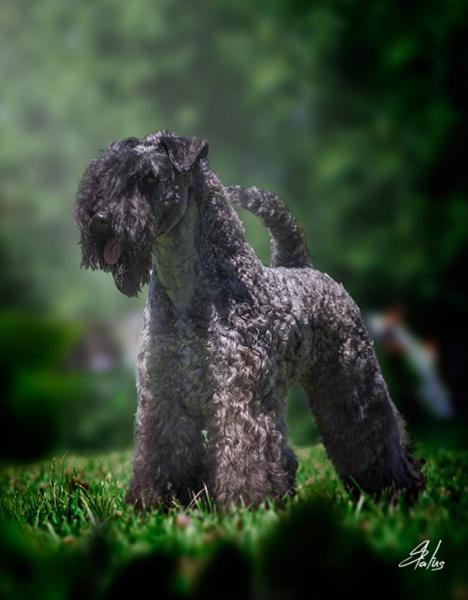 LA CADIERA Kerry Blue Terrier y Caniche Enano   En La Cadiera criamos los mejores Kerry Blue Terrier para ti