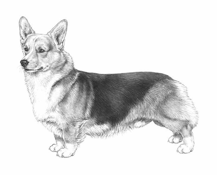 Corgi Galés de Pembroke