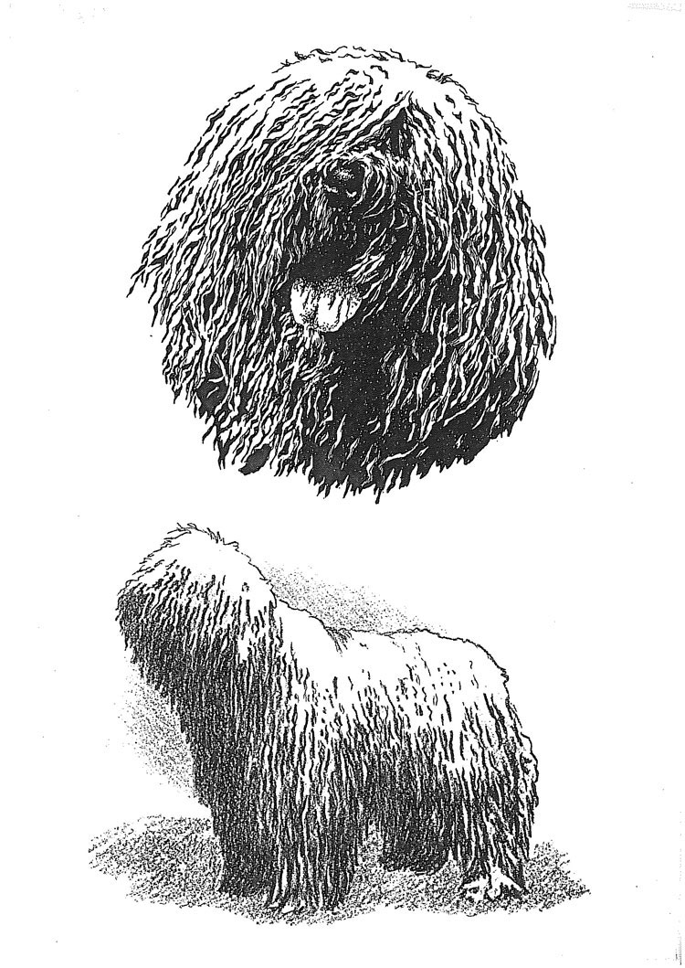 Komondor
