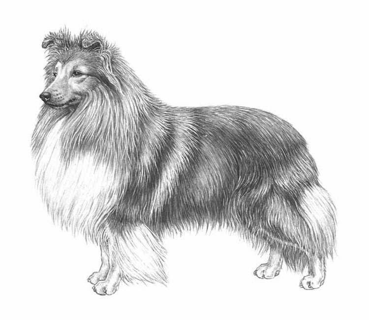 Shetland Sheepdog
