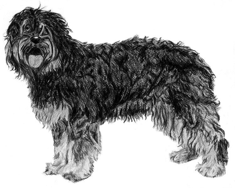 Cao da Serra de Aires Cao da Serra de Aires