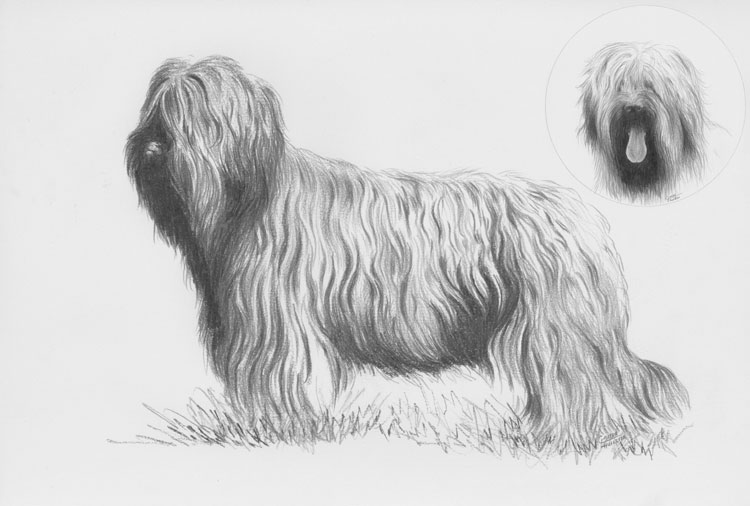 Pastor de Brie Pastor de Brie