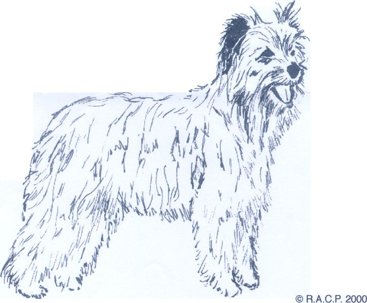 Pastor de los Pirineos Pastor de los Pirineos