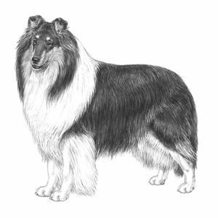 Collie Rough