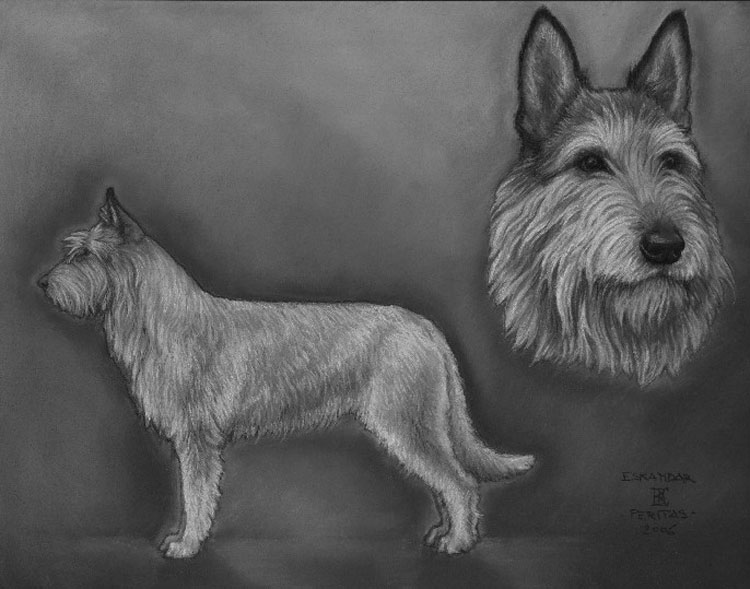 Pastor de Picardía Pastor de Picardía