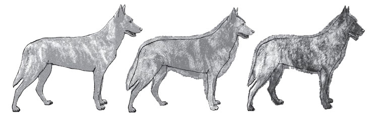 Pastor Holandés Pastor Holandés