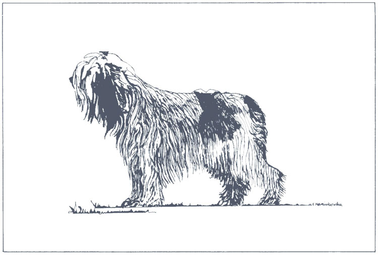 Perro de Pastor Polaco de las Llanuras Perro de Pastor Polaco de las Llanuras