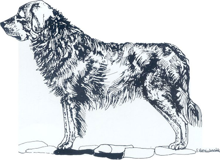 Perro de Pastor Polaco de Podhale Perro de Pastor Polaco de Podhale