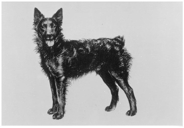 Perro Pastor Croata Perro Pastor Croata