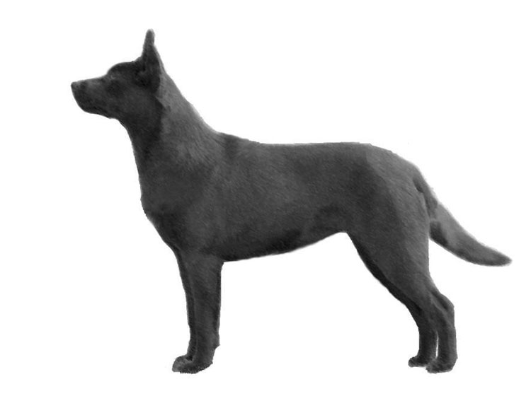 Australian Kelpie Australian Kelpie