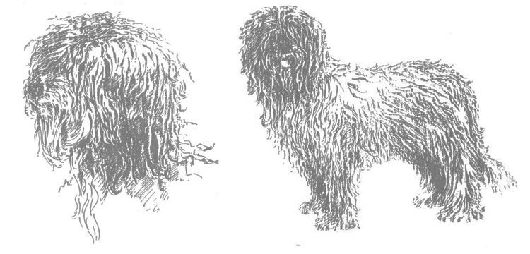 Schapendoes Neerlandés Schapendoes Neerlandés