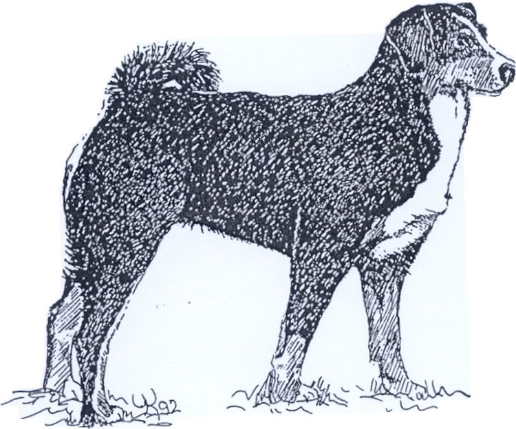 Boyero de Appenzell Boyero de Appenzell