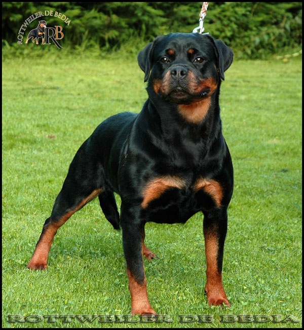 Rottweiler Rottweiler