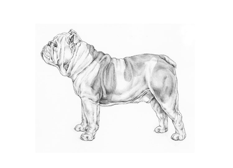 Bulldog Inglés Bulldog Inglés