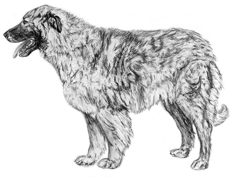 Cão da Serra da Estrella Cão da Serra da Estrella