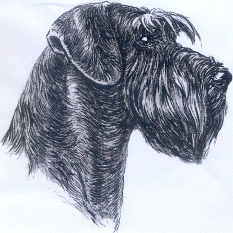 Schnauzer Gigante Schnauzer Gigante