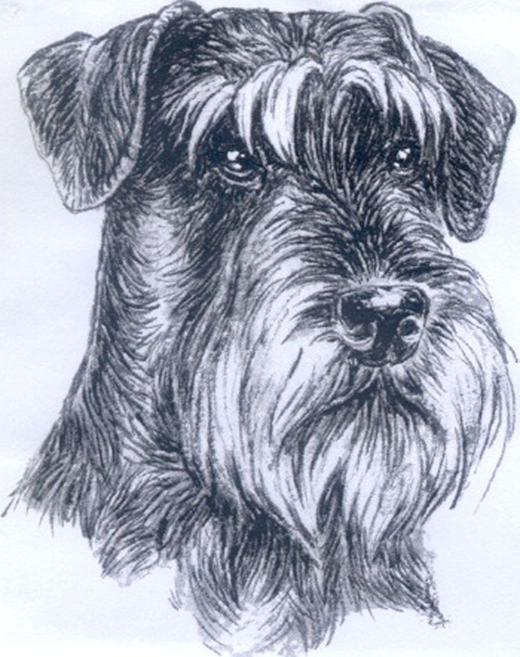 Schnauzer Mediano Schnauzer Mediano