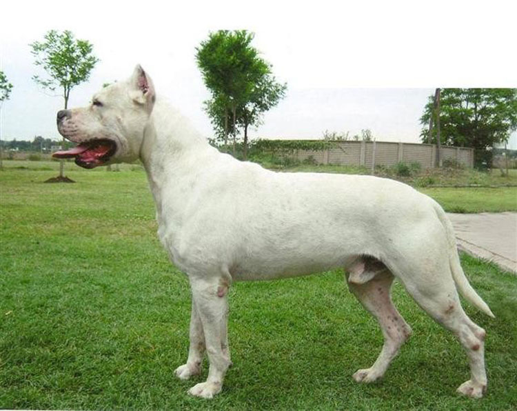 Dogo Argentino