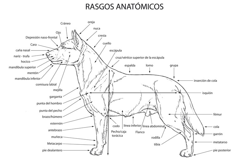 Perro Smous Holandés Perro Smous Holandés