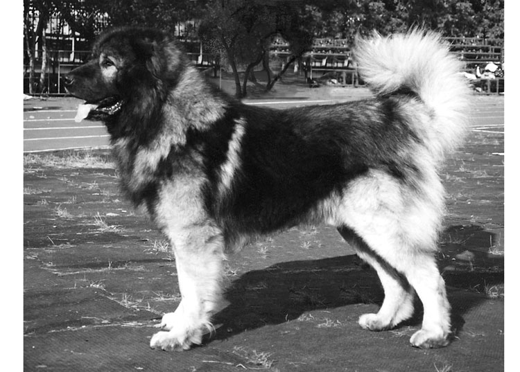 Pastor del Cáucaso Pastor del Cáucaso