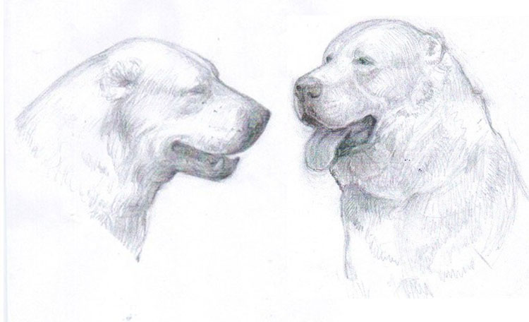 Pastor de Asia Central Pastor de Asia Central