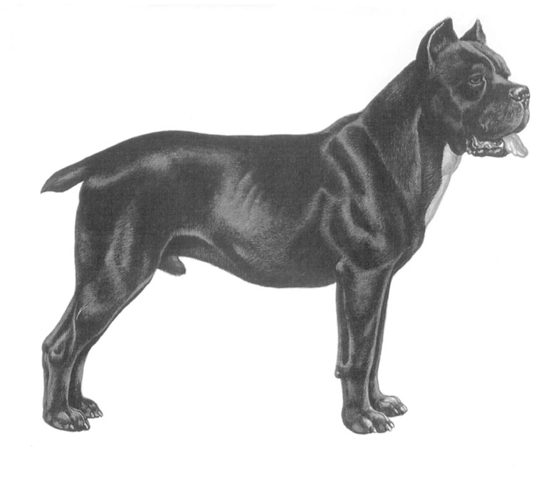 Cane Corso Italiano Cane Corso Italiano