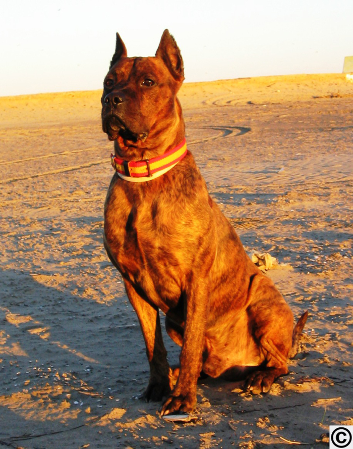 Alano Español Alano Español