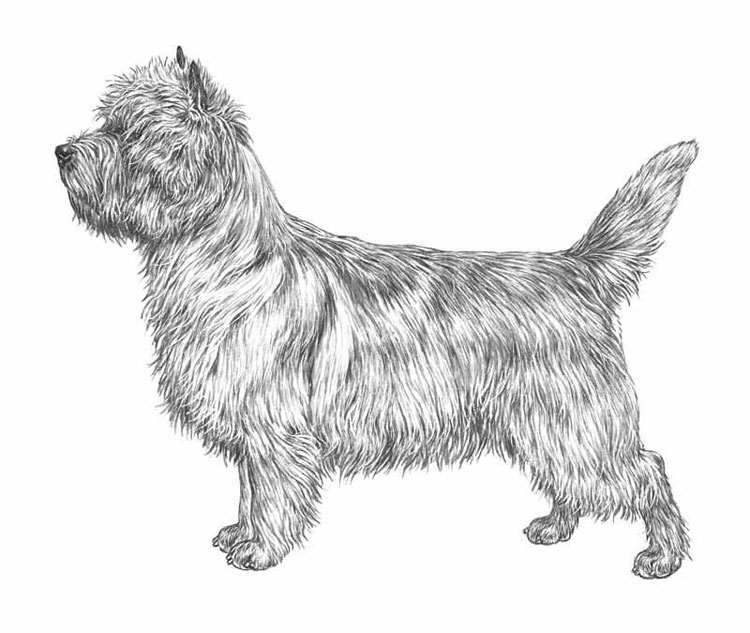 Cairn Terrier Cairn Terrier