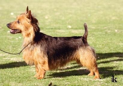 Australian Terrier Australian Terrier