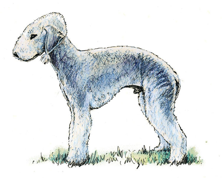 Bedlington Terrier Bedlington Terrier
