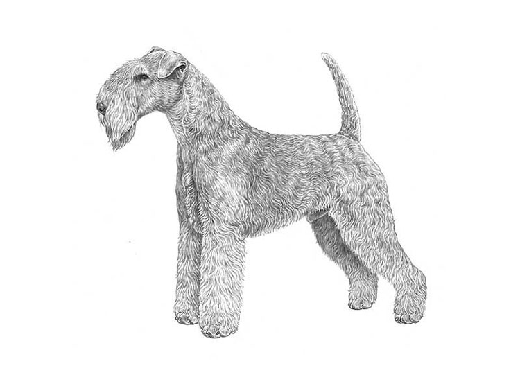 Lakeland Terrier