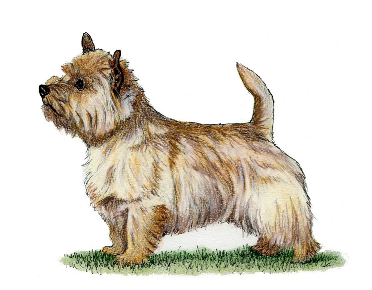 Norwich Terrier