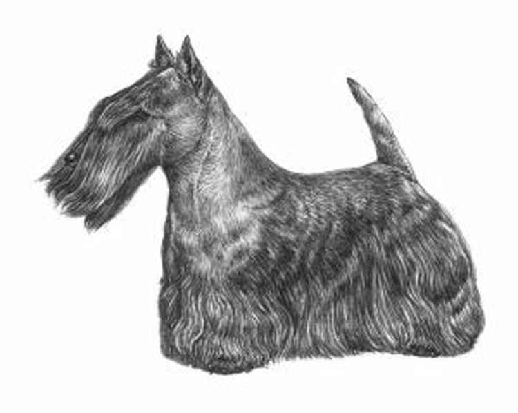 Scottish Terrier Scottish Terrier