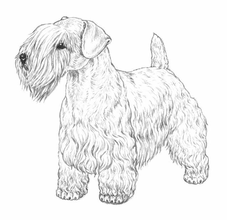 Sealyham Terrier