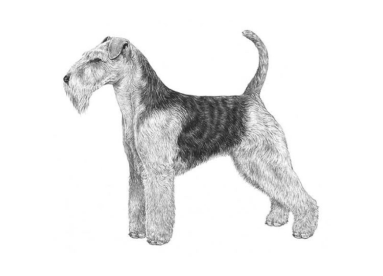 Welsh Terrier