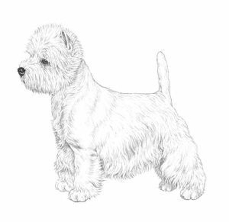 West Highland White Terrier West Highland White Terrier