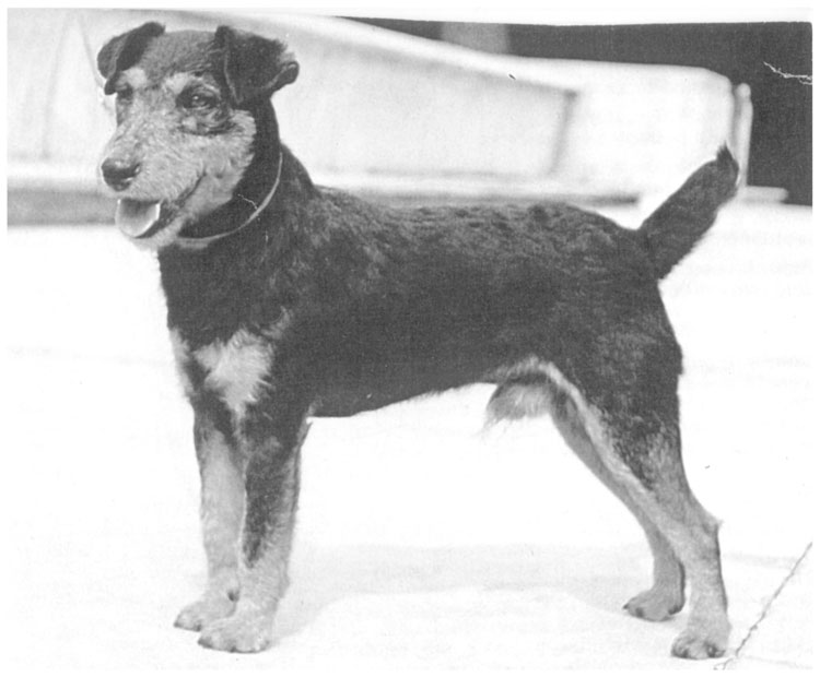 Jagd Terrier