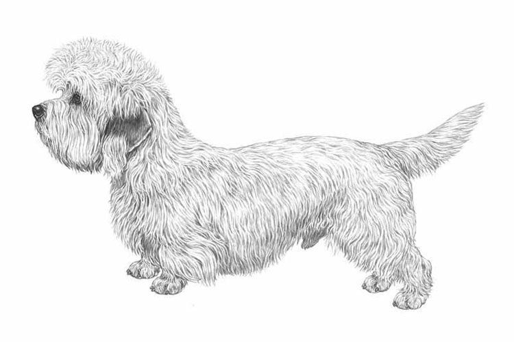 Dandie Dinmont Terrier Dandie Dinmont Terrier