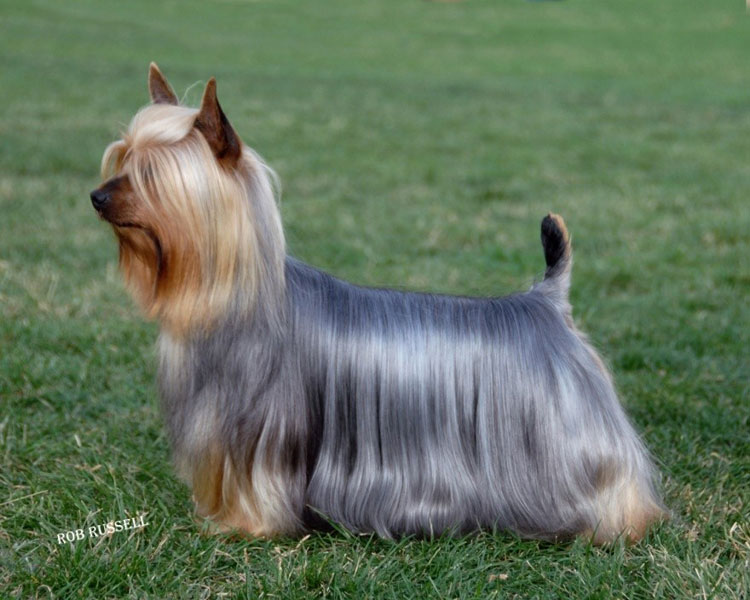 Australian Silky Terrier