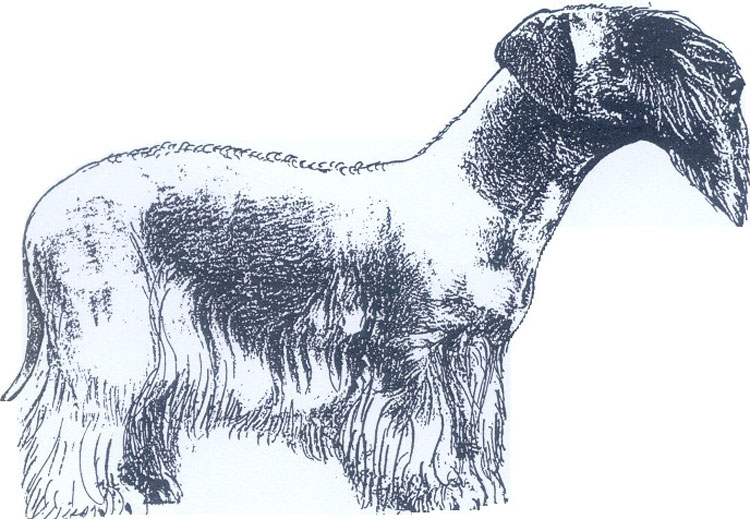 Cesky Terrier Cesky Terrier