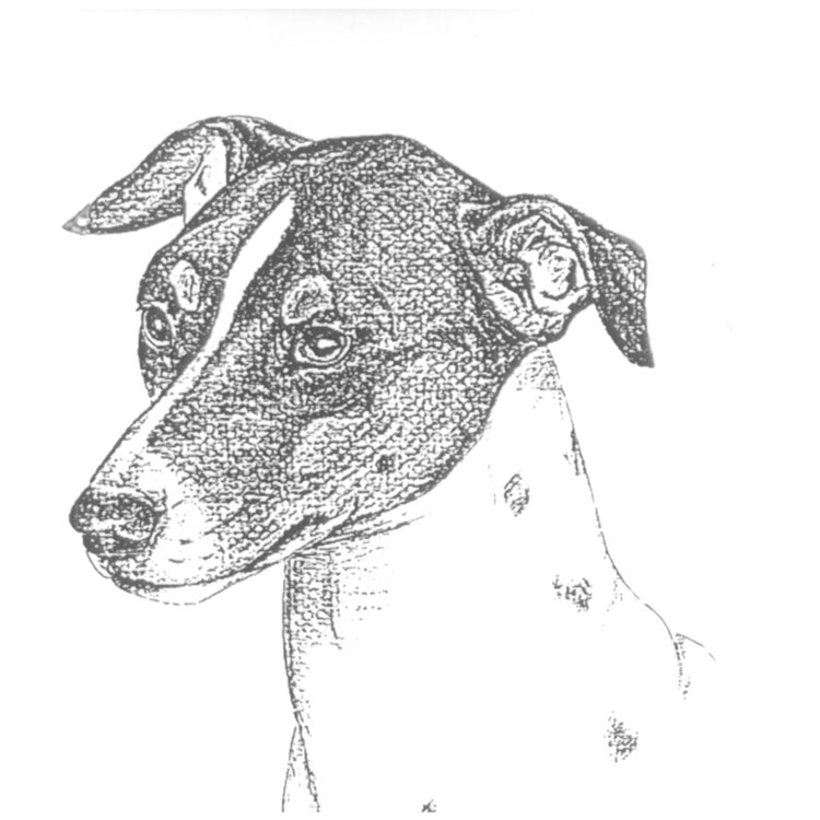 Terrier Japonés Terrier Japonés