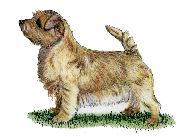 Norfolk Terrier
